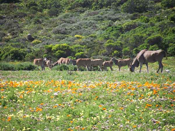 Wild Flowers